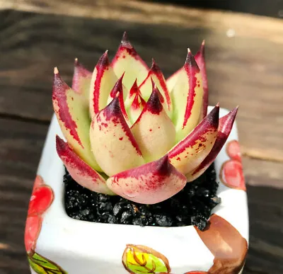 5cm Echeveria Agavoides Ebony Yellow Succulent Live Plant Beautiful Plant • $26.39