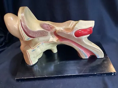 Large 16” Vintage Hand Painted Model Of The Human Ear Anatomical Model Merck • $99.99