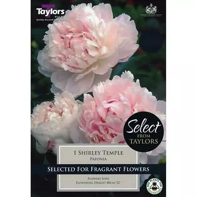 Peony / Paeonia Lactiflora 'Shirley Temple' Bare Root Plant Pack X1 • £5.99