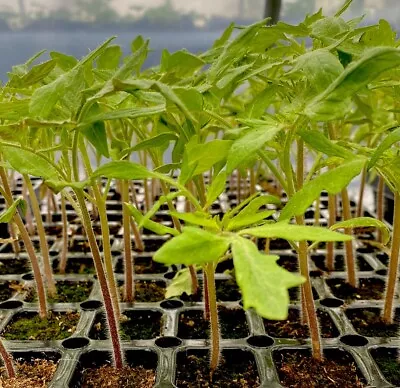 Spring Sale - Tomato Plug Plants Just £1! Choice Of Heirloom/Heritage Varieties! • £1