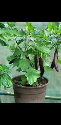 100% Genuine Bangladeshi Long Begun Aubergine Seeds - FREE FAST Shipping!  • £1.69