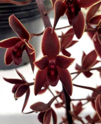 $50 • Buy Cymbidium  Black Stump '63 Not Out' Rare Orchid