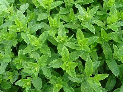 Moroccan Mint Mentha Spicata Aromatic Herb Plant Bees Butterflies 9cm Pot • £5.64