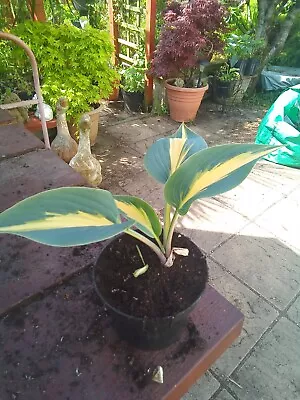 £3.50 • Buy Hosta Party Popper