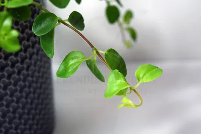 £4.28 • Buy Peperomia Rotundifolia - Trailing Jade (Radiator Plant) Stem Cutting X 1
