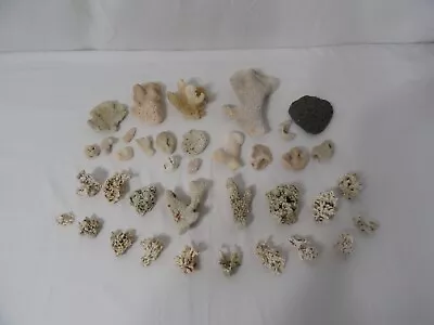 $19.99 • Buy 37 Piece Lot Of Dried Small Coral White Black Beige Brain