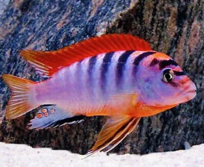 MALAWI CICHLID MIX RANDOMLEY SELECTED SIZE 3-4 Cm • £6.99