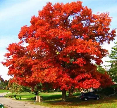 Northern Red Oak Tree - 24-36  Tall Seedling - Live Plant - Quercus Rubra • $44.95