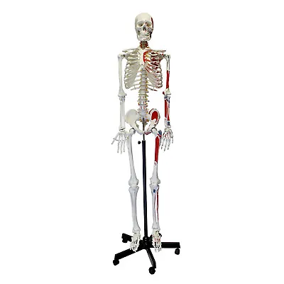 MonMed | Medical Skeleton Model Life Size Human Skeleton Model Numbered • $195.99