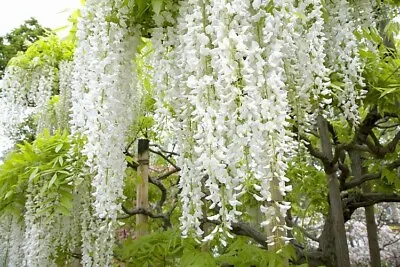 £32 • Buy Wisteria Sinensis White Flowering 1m Height Hardy Climbing Garden Shrub Plant