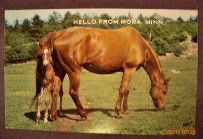 Hello From Mora Minn. Mare And Foal In Green Field - Chrome Postcard • $7.50