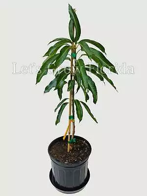 Glenn Mango Fruit Tree Professionally Grafted! • $99.95