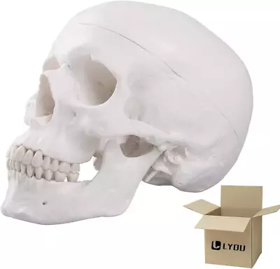 Human Skull Anatomical Model Life Size Adult Human Anatomy Head Skeleton Model • $53.49
