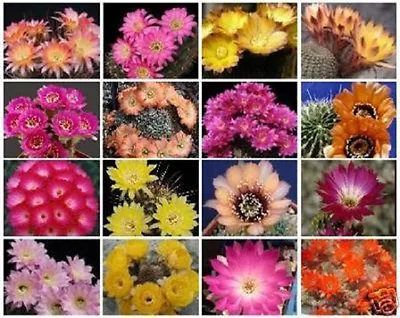 Lobivia Variety MIX @@ Exotic Color Flowering Cacti Rare Cactus Seed 100 SEEDS • $11.99