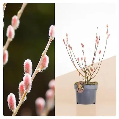 Salix Gracilistyla Mount Aso Pink Pussy Willow Tree Outdoor Garden Plant Shrub • £16.99