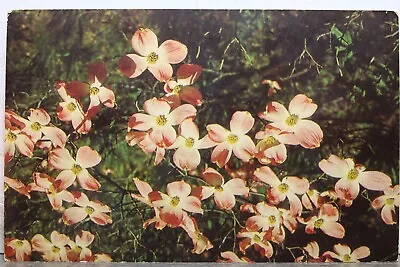 Scenic Flowering Dogwood Cornus Postcard Old Vintage Card View Standard Souvenir • $0.50