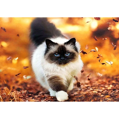 $12.97 • Buy DIY Diamond Painting Kits Walking Cat Full Square Drill Wall Art (20X30CM)