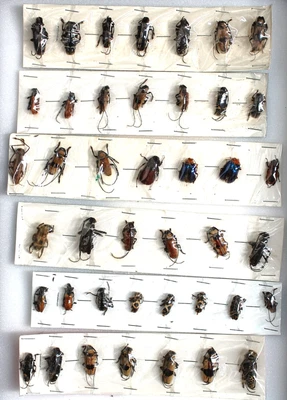 £8.99 • Buy Good Lot Of Smaller Cerambicidae  From Martinduque