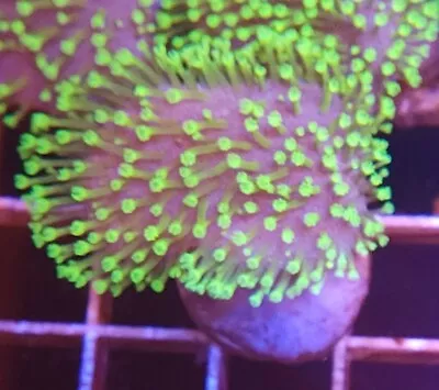 Live Coral Neon Green Polyp Umbrella Leather Coral Colony 2.5 -3  WYSIWYG • $34.99