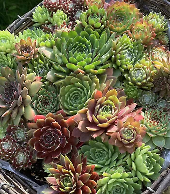 12 Brightest Most Colorful Sempervivum And Sedum Succulent Rooted Garden Plants • £6.99
