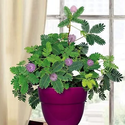 Dwarf (Mimosa Pudica)  Sensitive Plant  Tropical Houseplant Flower Tree Seeds • $6.95
