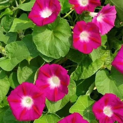 Scarlet O'Hara Morning Glory Seeds Climbing Vine Variety Sizes FREE SHIPPING • $3.29