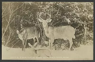 Moose River ME: C.1920s RPPC Photo Postcard DEER FAMILY AT BUENA VISTA CAMPS • $5