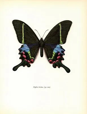 Vintage PEACOCK SWALLOWTAIL BUTTERFLY Print Butterfly Wall Art 4475-80 • $14.36