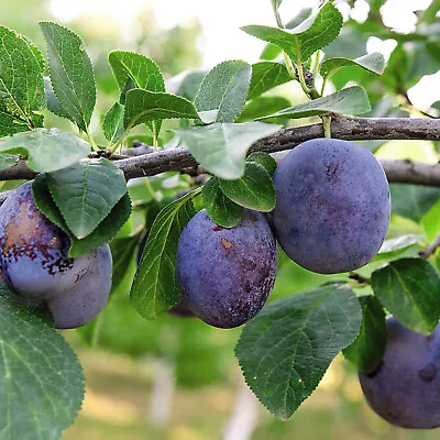 Suttons Potted Dwarf Plum Fruit Tree Ideal For Small Gardens & Patios Containers • £9.99