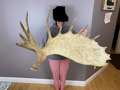 HUGE Moose Shed Antler Horns Taxidermy Mount Carving Wild Idaho Huge 24#+ BIG • $999.99