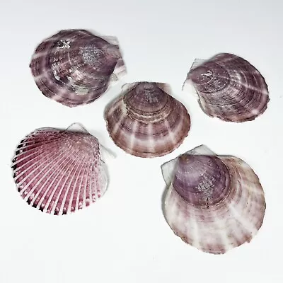 Lot Of 5 Scallop Shells Seashells • $14.99