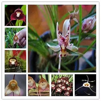 10PCS Seed Monkey Face Orchid Family Flower Type Peculiar Bonsai Garden Random • $2.43