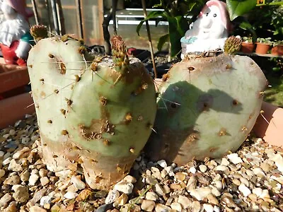 £25 • Buy Opuntia Robusta Cactus
