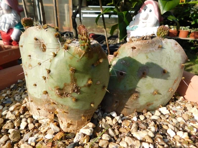 £25 • Buy Opuntia Robusta Cactus