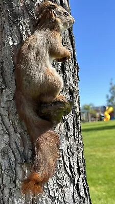 European Squirrel Taxidermy Mount • $150