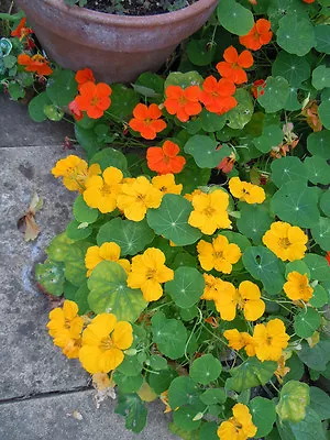 Nasturtium JEWEL MIX EDIBLE FLOWER 30 SEEDS! GroCo# - BUY ANY 10=FREE SHIPPING • $0.99