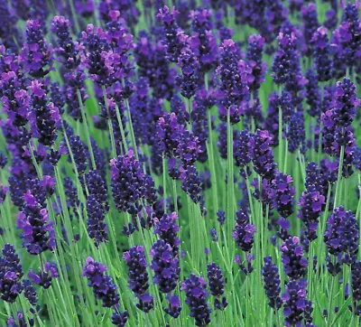 Lavender Angustifolia Hidcote Blue – 50 Seeds – Compact  *Fast Dispatch* • £2.49