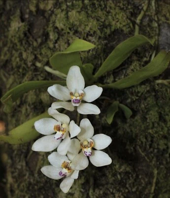$44.95 • Buy Orchid Species Sarcochilus Falcatus  Purple Chin 