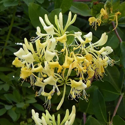 Lonicera Graham Thomas - Scented Climbing Honeysuckle In A 9cm Pot • £9.99