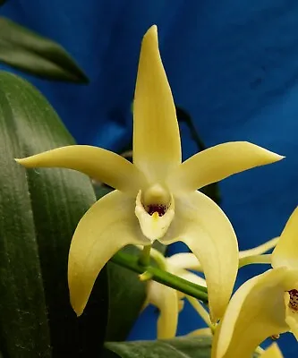 $25 • Buy THG Orchid DENDROBIUM Coolart Sunshine 'Babylon Star' 10cm Pot