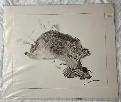 Lynx Print C1973 Martin Glen Loates Sealed In Original Packaging 10  X 12  • $18