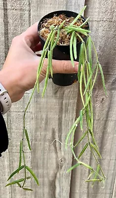 Hoya Linearis - Collection No:79 - Indoor Outdoor Wax Plant - Houseplant • $34.50