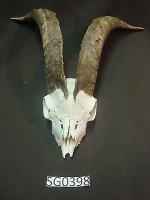 Goat Skull Yard Work Wildlife Hill Country SG0398 • $200