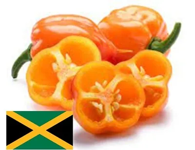 35+ JAMAICAN ORANGE Habanero Pepper SEEDS Heirloom Non-GMO Vegetable FAST SHIP! • $2.95