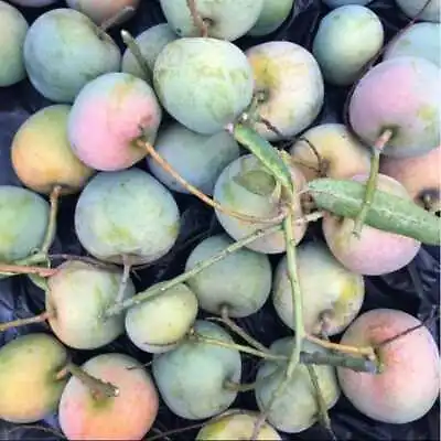 Apple Mango 5+ Seeds (Mangifera Indica L) • $45