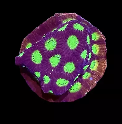 XL 1.5” Grafted Mighty Max Favia Coral Frag  - WYSIWYG -CHECK OUT OUR EBAY STORE • $29.99