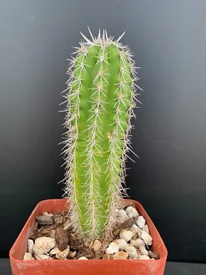 Pachycereus Pecten-aboriginum - Rare Succulent Well Rooted Plant - 3  Pot • $22