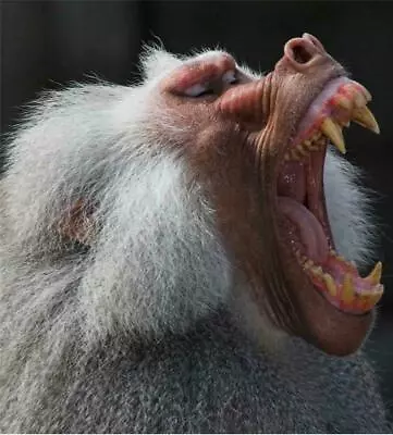 HAMADRYAS BABOON GLOSSY POSTER PICTURE PHOTO Old World Monkey Papio Africa 37 • $14.99