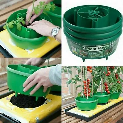 Set Of 3 Garden Tomato Plant Halo Tomatoes Grow Planter Water Pot Tub Halos New • £10.95