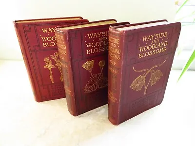 £129.99 • Buy 1905 WAYSIDE AND WOODLAND BLOSSOMS By STEP 3 Vols 127 COL PLTS Flora Botany  